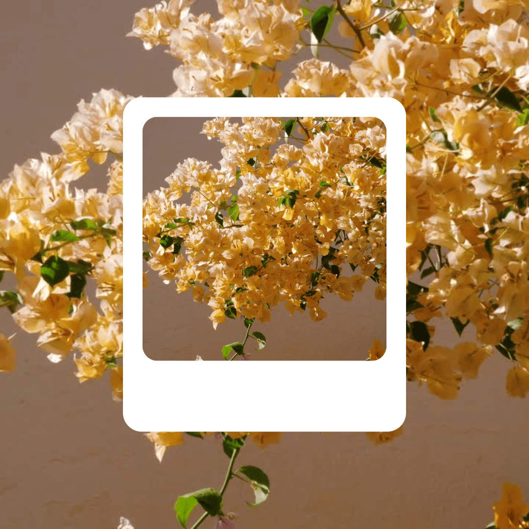 Gelbe Frühjahrsblumen in Goldtönen vor neutralem Hintergrund mit grünen Blättern